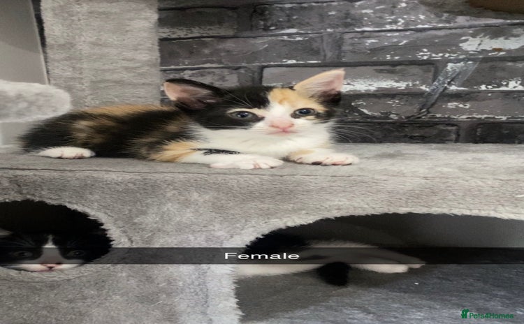 Mixed Breed cats - Advert 11