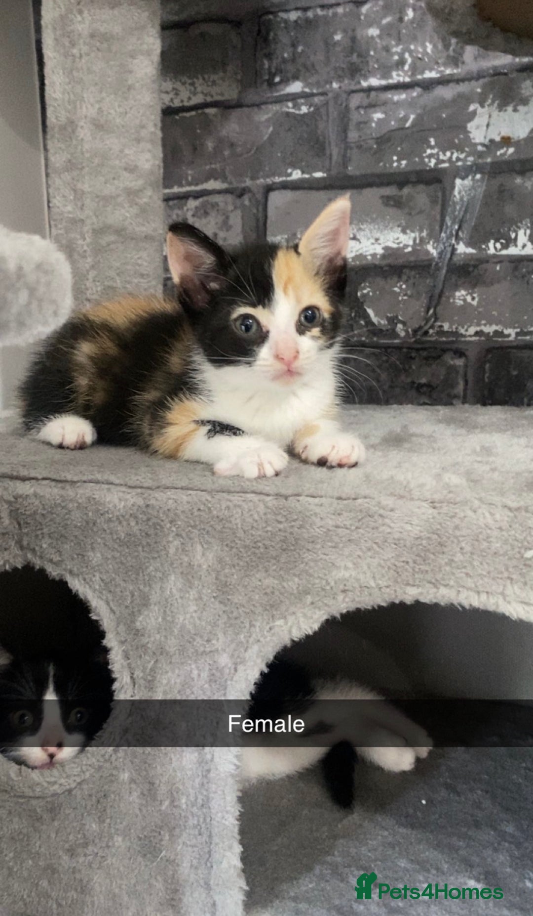 Mixed Breed cats for sale: 7 beautiful 8 week kittens  - Image 1