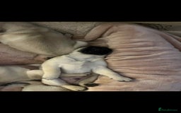 Pug dogs for sale: Puggies for sale - Image 2