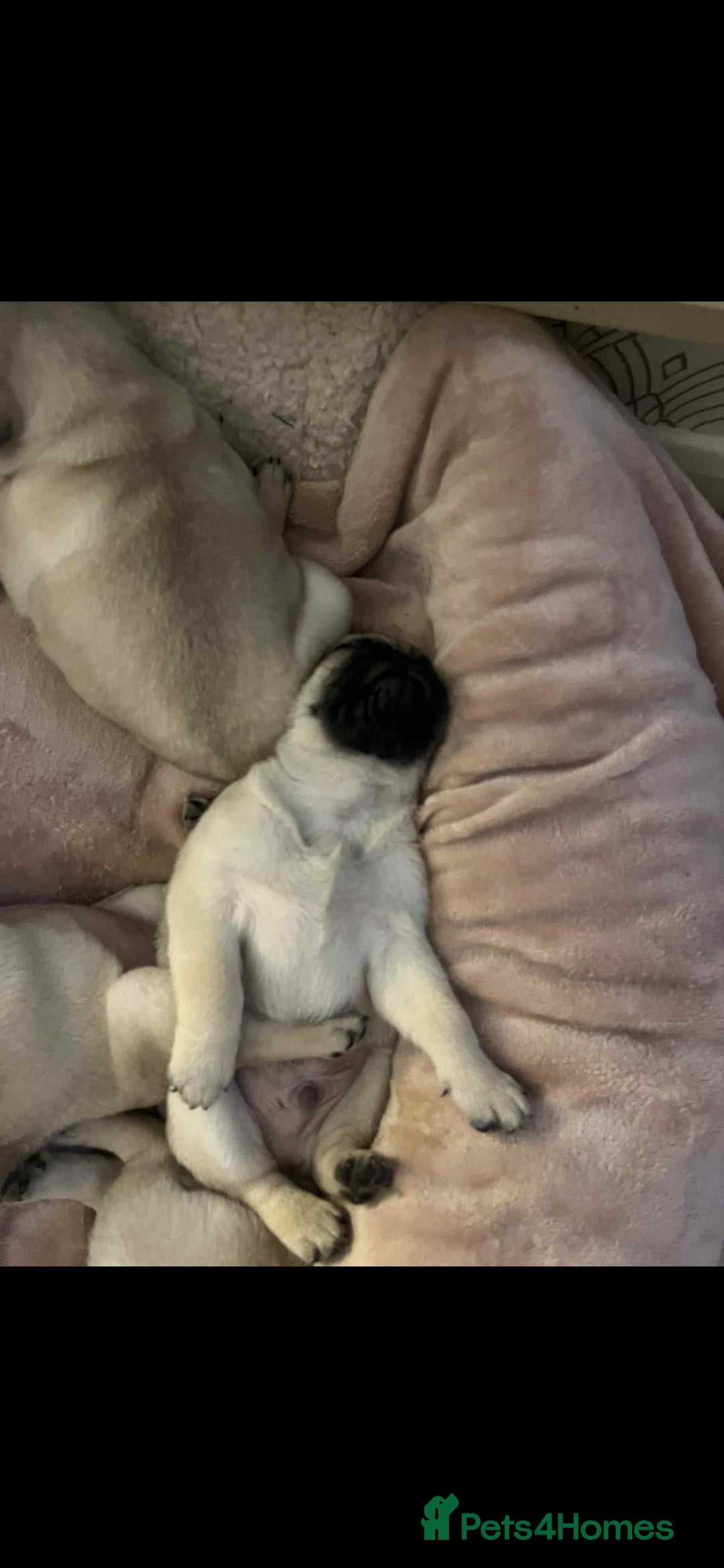 Pug dogs for sale: Puggies for sale - Image 2