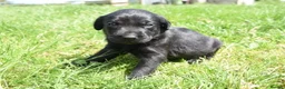 Labrador Retriever dogs for sale: Stunning Working Pedigree Labrador Puppies  - Advert 13