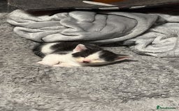 Mixed Breed cats for sale: White and black kittens - Image 3