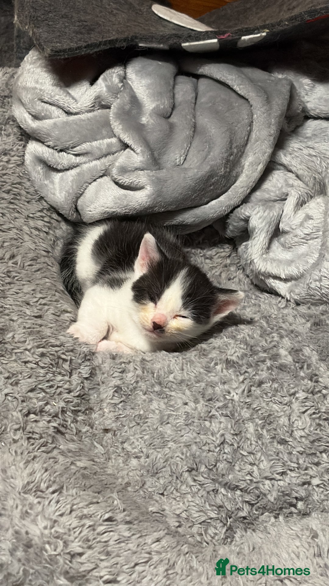 Mixed Breed cats for sale: White and black kittens - Image 3