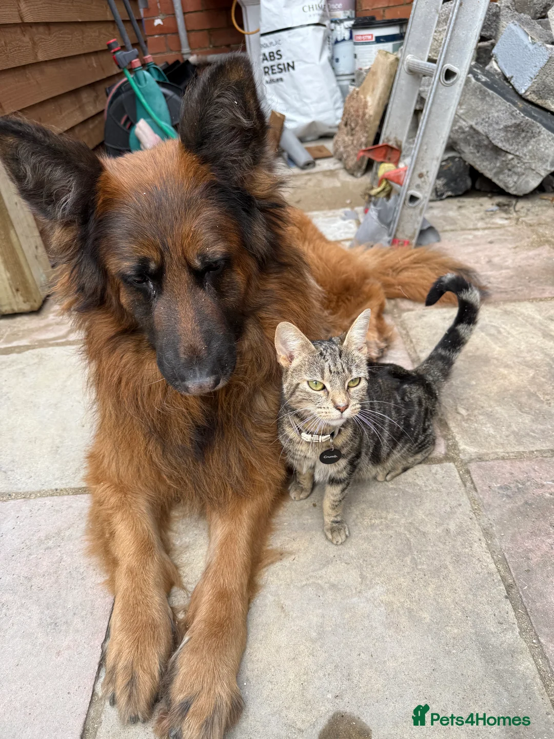 Mixed Breed cats for sale: Two kittens  - Advert 2