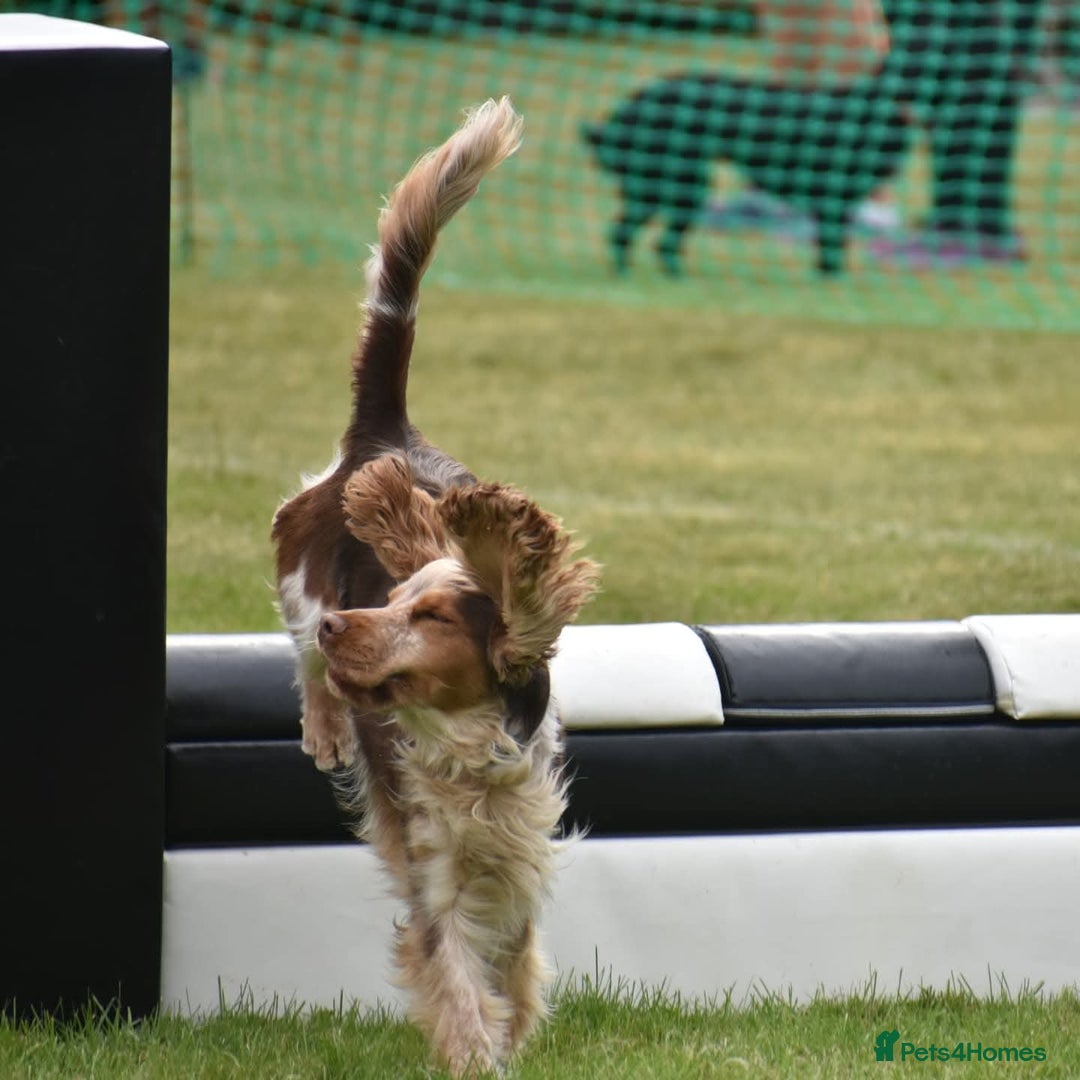 Cocker Spaniel dogs for stud: KC reg show cocker spaniel, proven health tested  - Advert 6