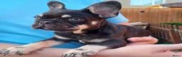 French Bulldog dogs for sale: Ready now, quality French Bulldog Puppies  - Advert 21