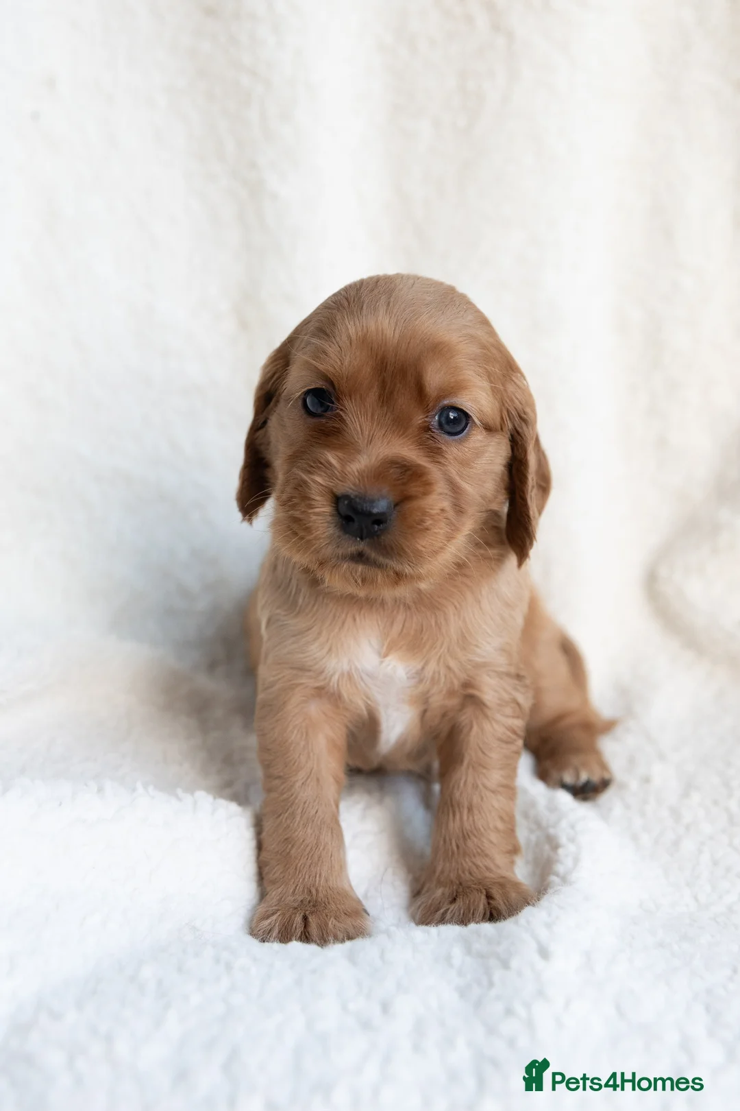 Mixed Breed dogs for sale: Mini Golden retriever ( Dakota sport retriever) - Advert 18