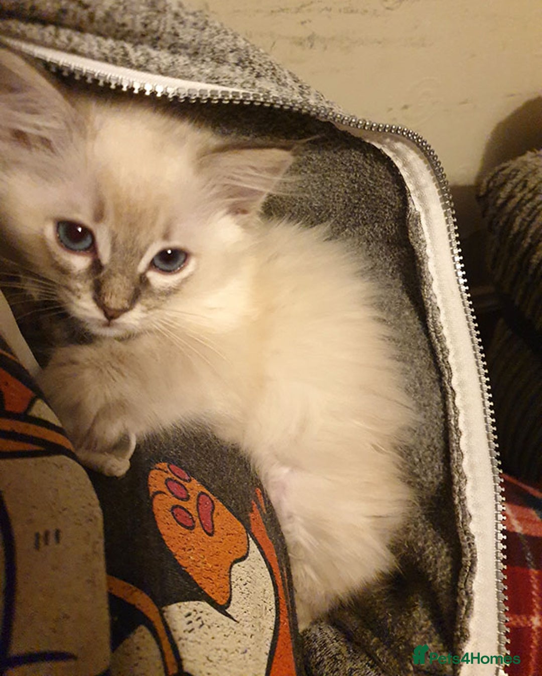 Ragdoll cats for sale: Stunning Adult Ragdoll and Kittens available!  - Image 23