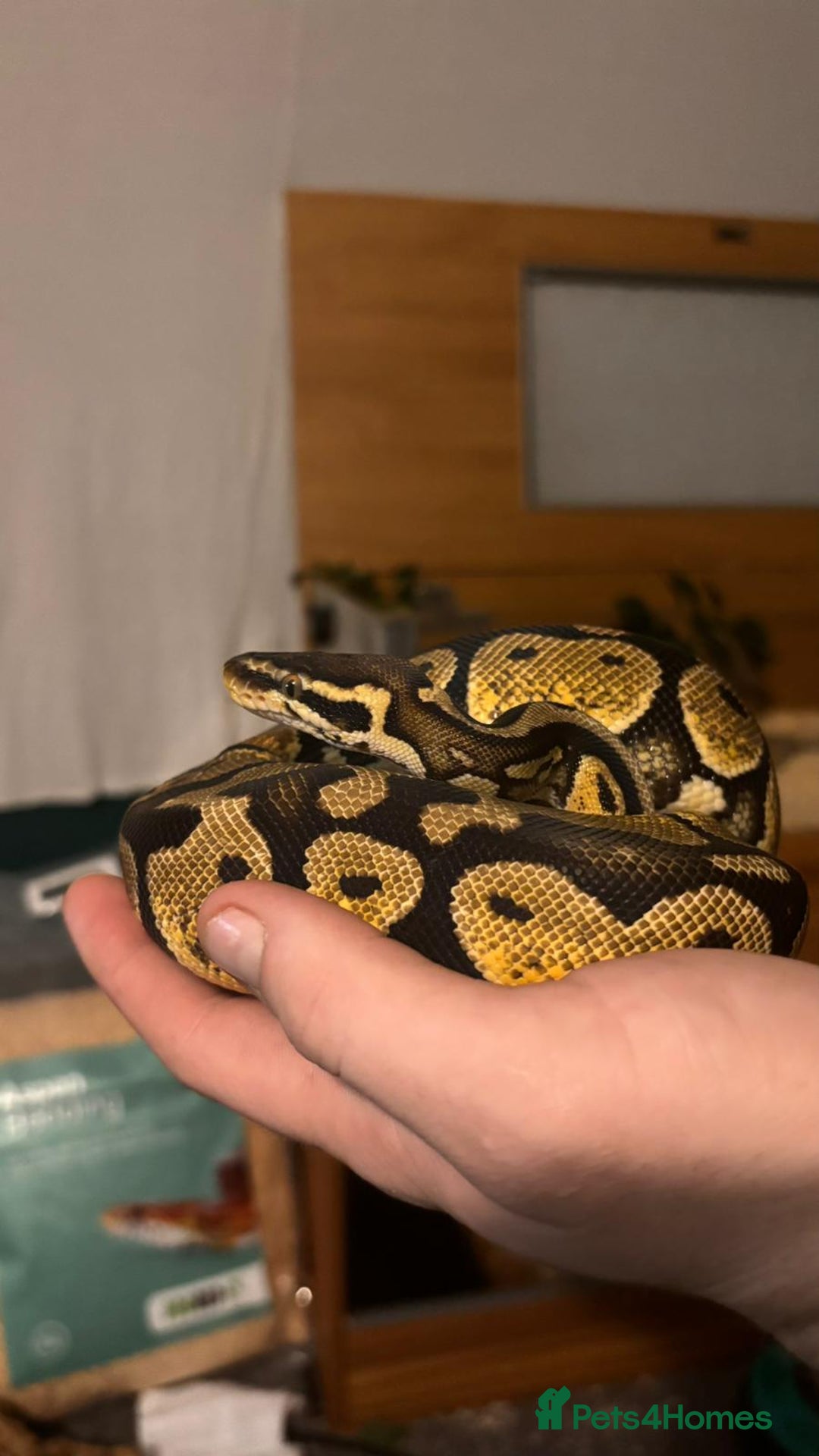 Snake reptiles for sale: Ball Python - Advert 2