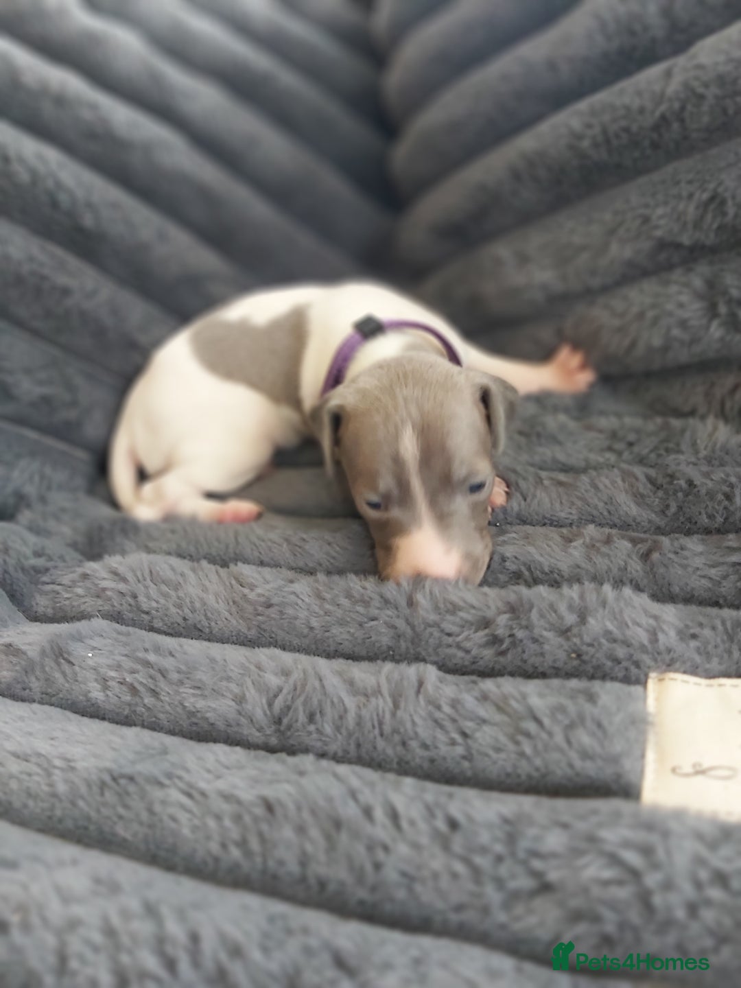 Italian Greyhound dogs for sale: READY TO GO IN 5 DAYS  - Advert 16