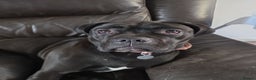 Cane Corso dogs for sale: Cane corso 1year old  - Advert 2
