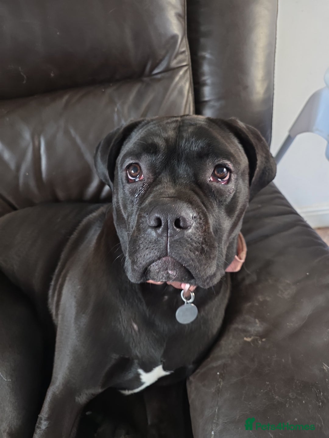 Cane Corso dogs for sale: Cane corso 1year old  - Advert 2