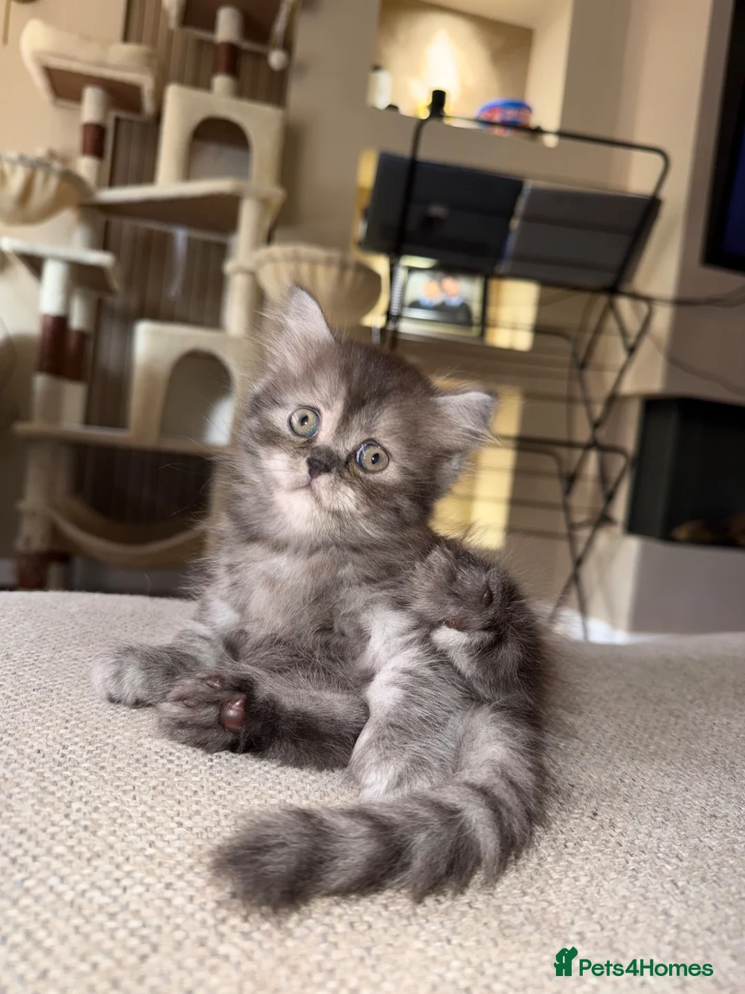 Mixed Breed cats for sale: Scottish Fold × British Shorthair Kittens in Coventry - Advert 21