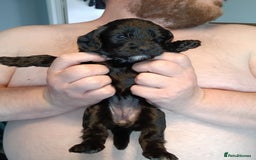 Mixed Breed dogs for sale: 6 Beautiful mixed breed puppies  - Image 7