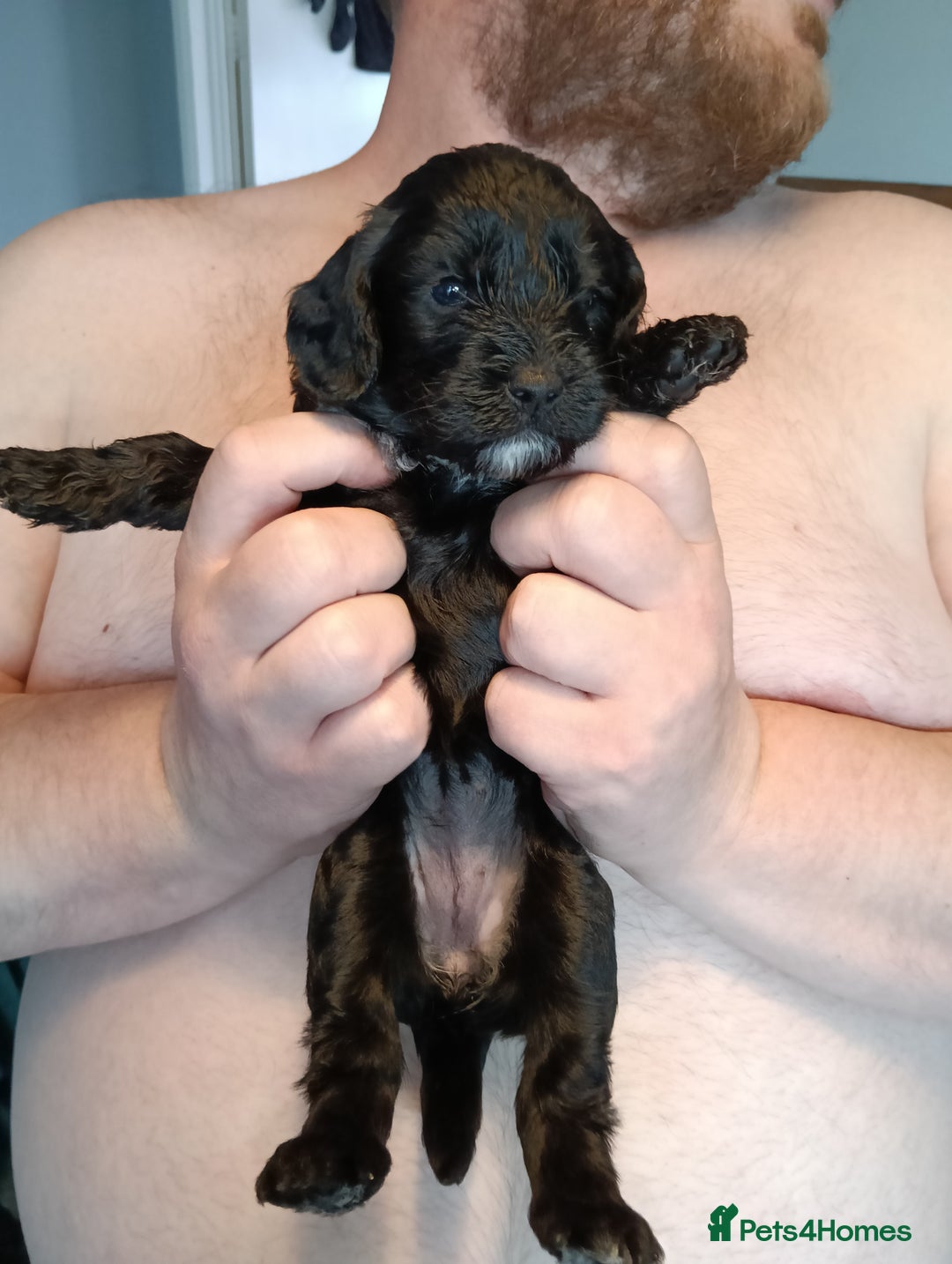 Mixed Breed dogs for sale: 6 Beautiful mixed breed puppies  - Image 7