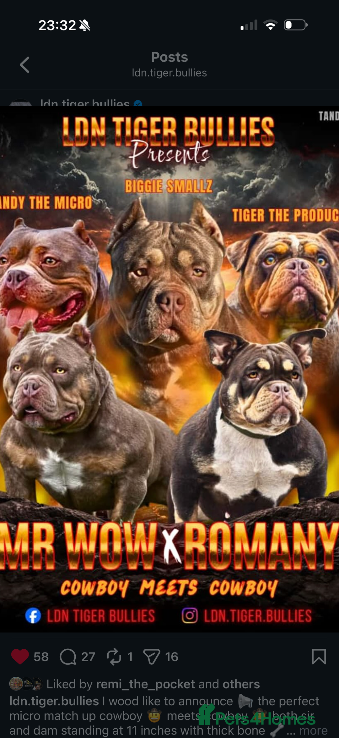 American Bully dogs for sale: American bullies  - Advert 2