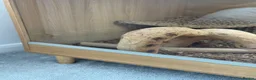 Bearded Dragon reptiles for sale: 1 Year Old Bearded Dragon with Full 4ft Setup - Advert 5