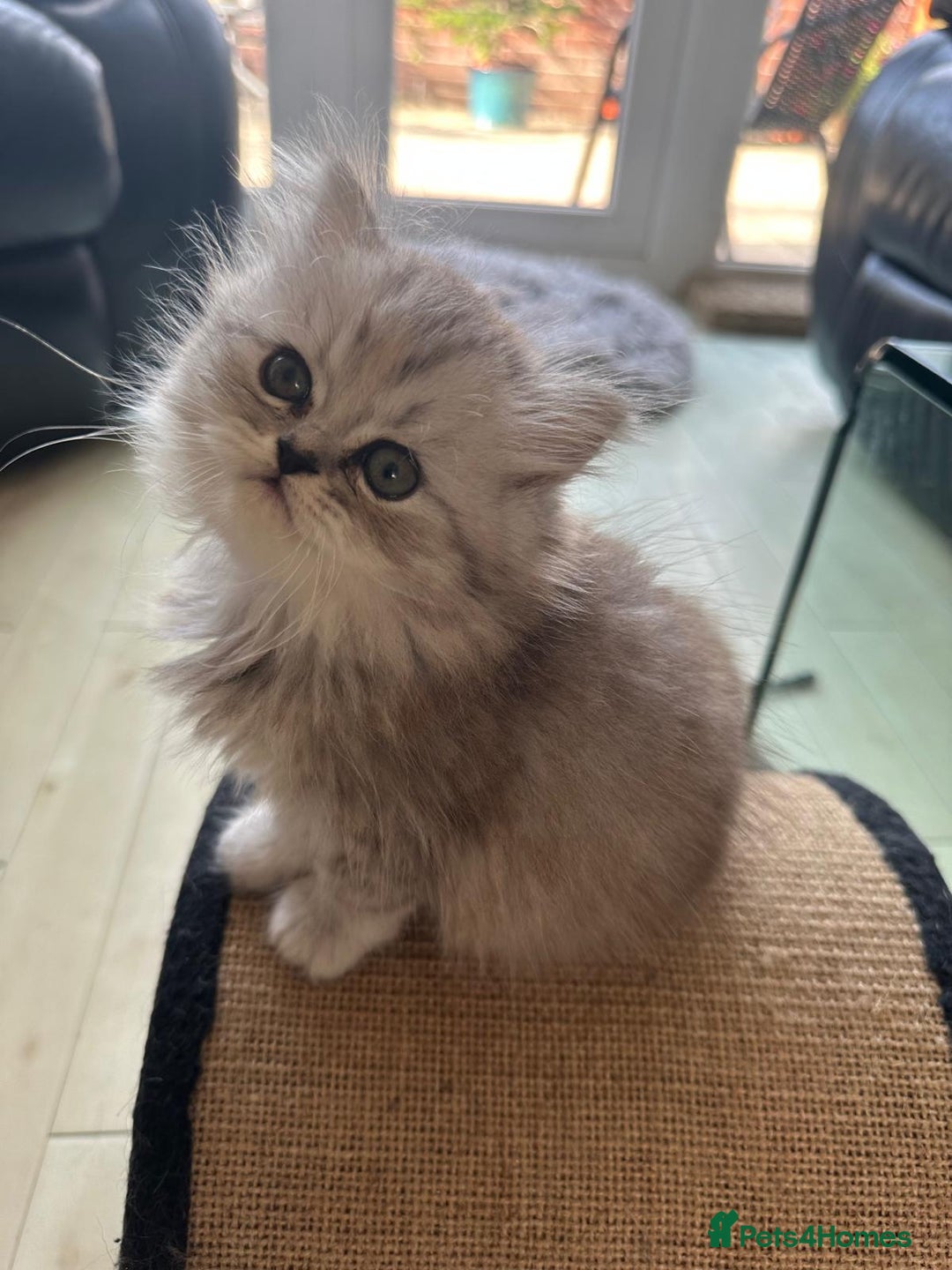 Persian cats for sale: Two multicoloured Persian females - Image 27