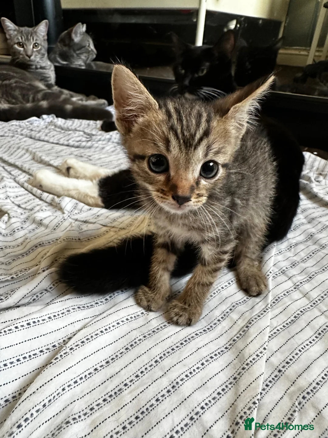 Mixed Breed cats for sale: Cute Kittens for sale  - Advert 2