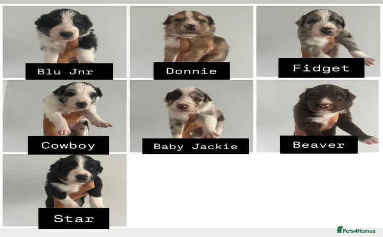 Border Collie dogs - Advert 1