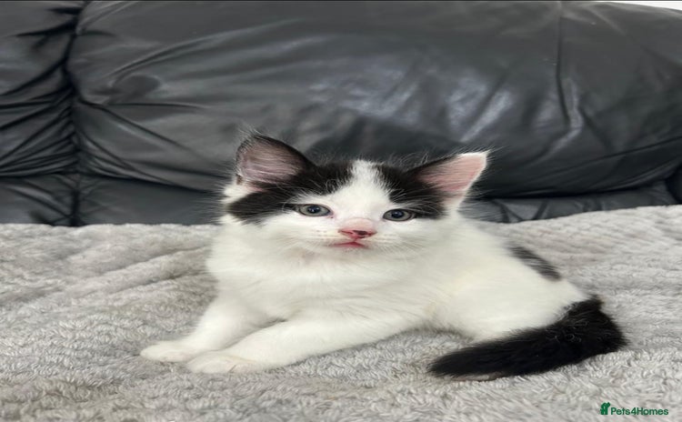 Mixed Breed cats - Advert 7