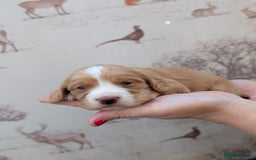 Cocker Spaniel dogs for sale: Beautiful KC Registered Working Cocker Spaniels  - Image 9