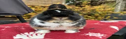 Netherland Dwarf rabbits for sale: Breeding Netherland dwarfs  - Advert 4