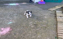 Lurcher dogs for sale: Eight gorgeous mix breed pups - Image 2