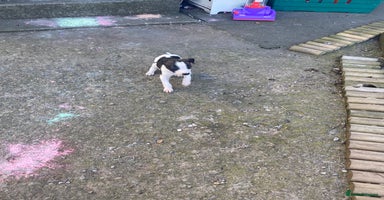 Lurcher dogs - Advert 2