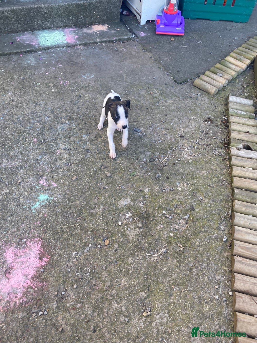 Lurcher dogs for sale: Eight gorgeous mix breed pups - Image 2