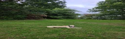 Mixed Breed dogs for sale: 6 month old saluki, grayhound, terrior  in Bangor - Advert 8