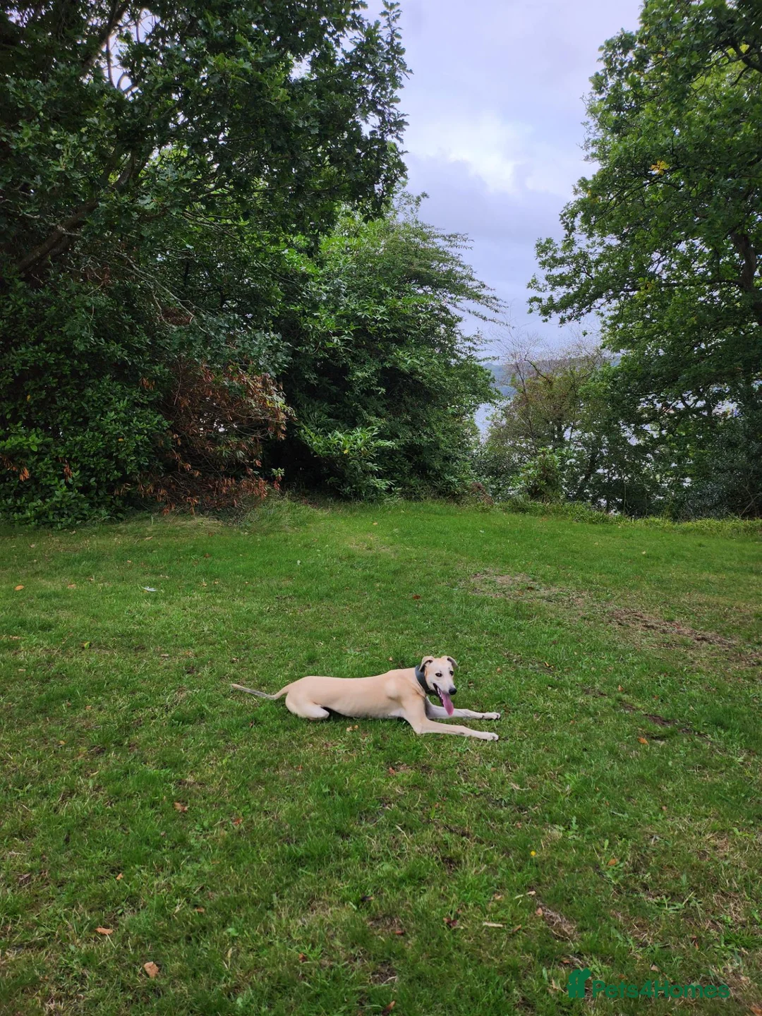 Mixed Breed dogs for sale: 6 month old saluki, grayhound, terrior  in Bangor - Advert 8