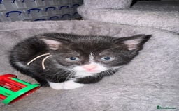 Mixed Breed cats for sale: Black and white kittens - Image 11