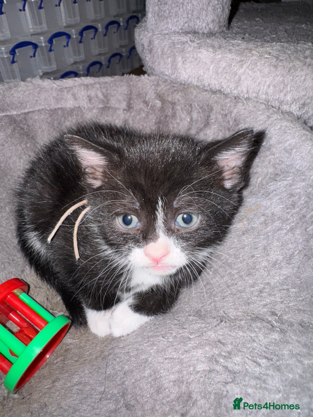 Mixed Breed cats for sale: Black and white kittens - Image 11