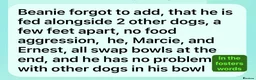 Mixed Breed dogs for adoption: Beanie Boy, 3-4 yrs old. Reserved STC - Advert 7