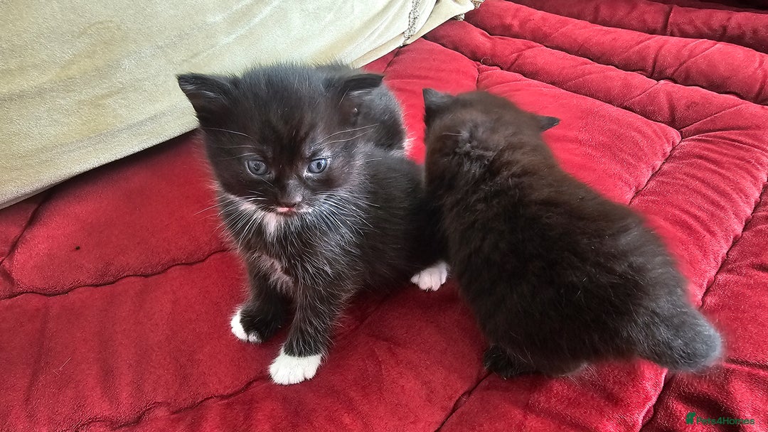 Bombay cats for sale: 3 lovely kitten 😸  - Image 8