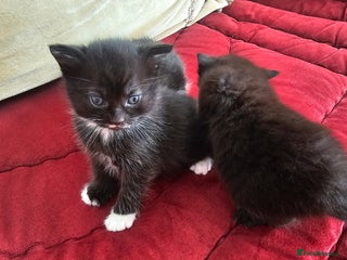 Bombay cats - Advert 28