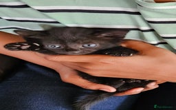 Mixed Breed cats for sale: Kittens for sale - Image 3