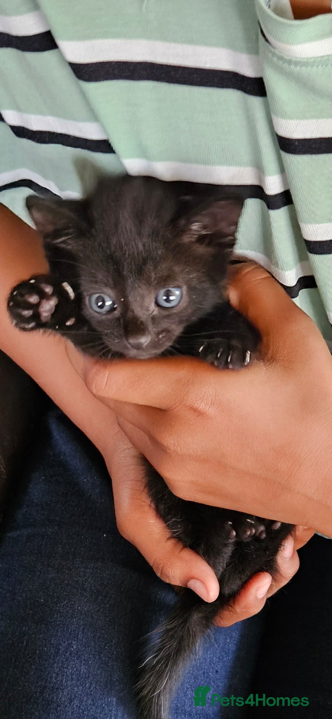 Mixed Breed cats for sale: Kittens for sale - Image 3