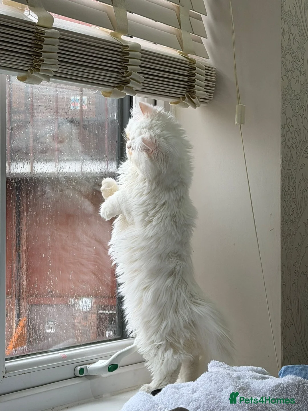 Persian cats for sale: 	Healthy playful kitten ready for loving home - Advert 14