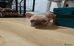French Bulldog dogs for sale: Unique and Beautiful French bulldogs puppies  - Image 23