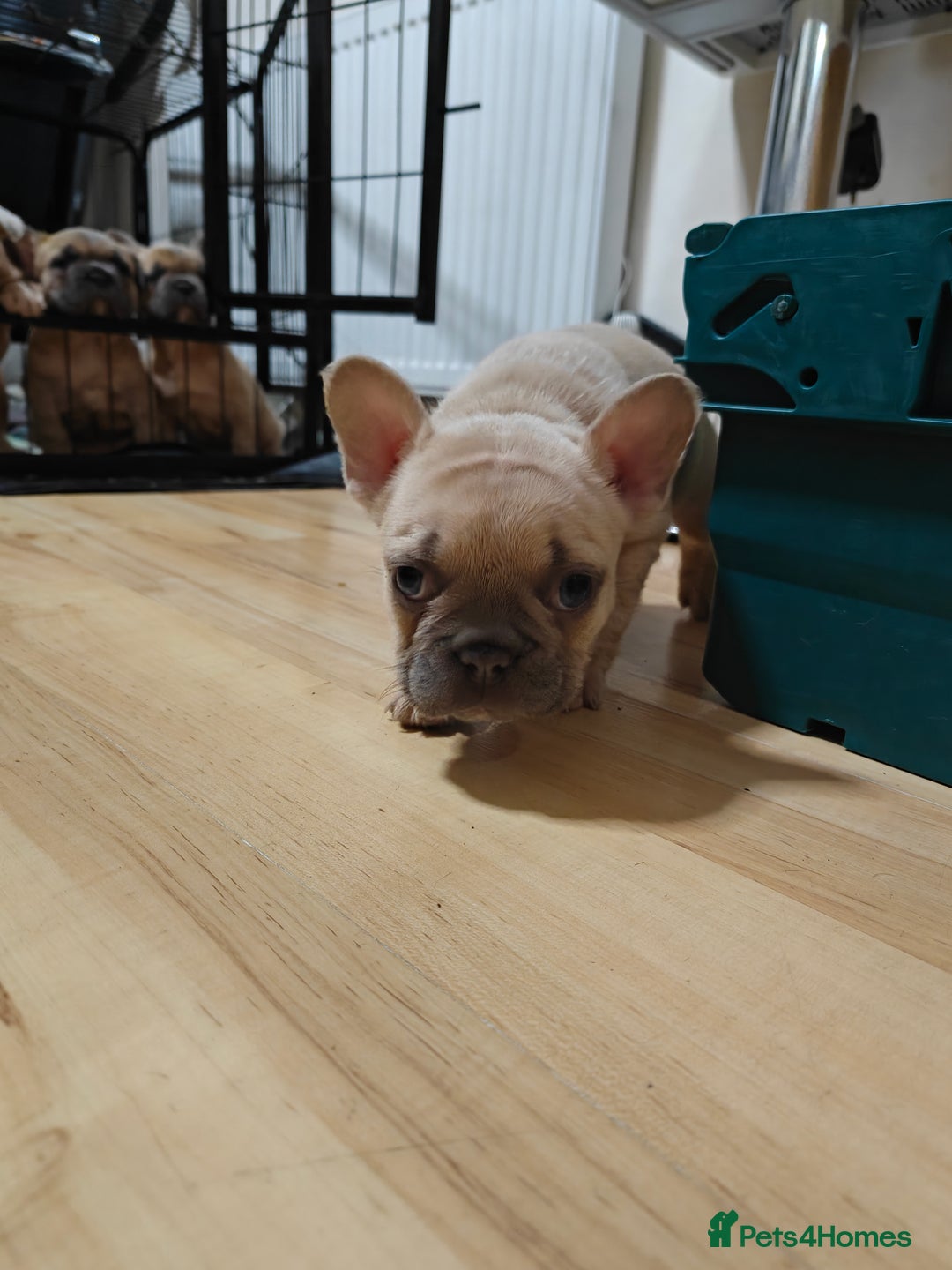 French Bulldog dogs for sale: Unique and Beautiful French bulldogs puppies  - Image 23