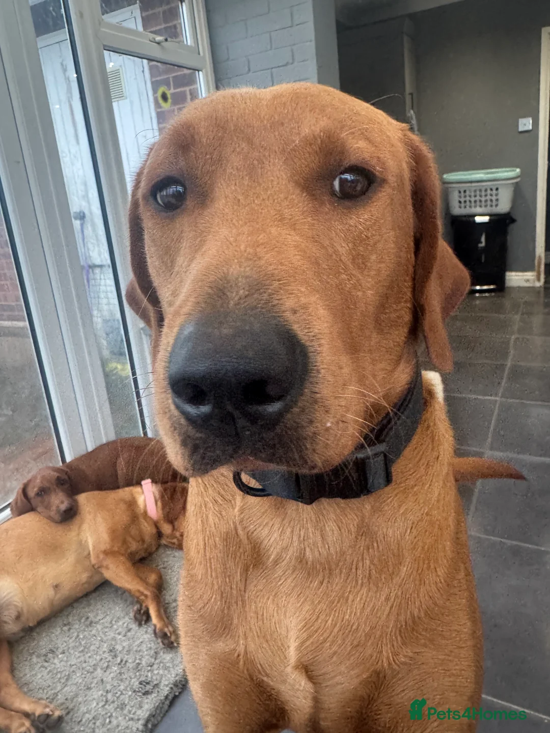 Labrador Retriever dogs for stud: FOX RED LABRADOR FOR STUD ONLY  - Advert 2