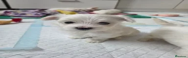 Maltese Puppy 2