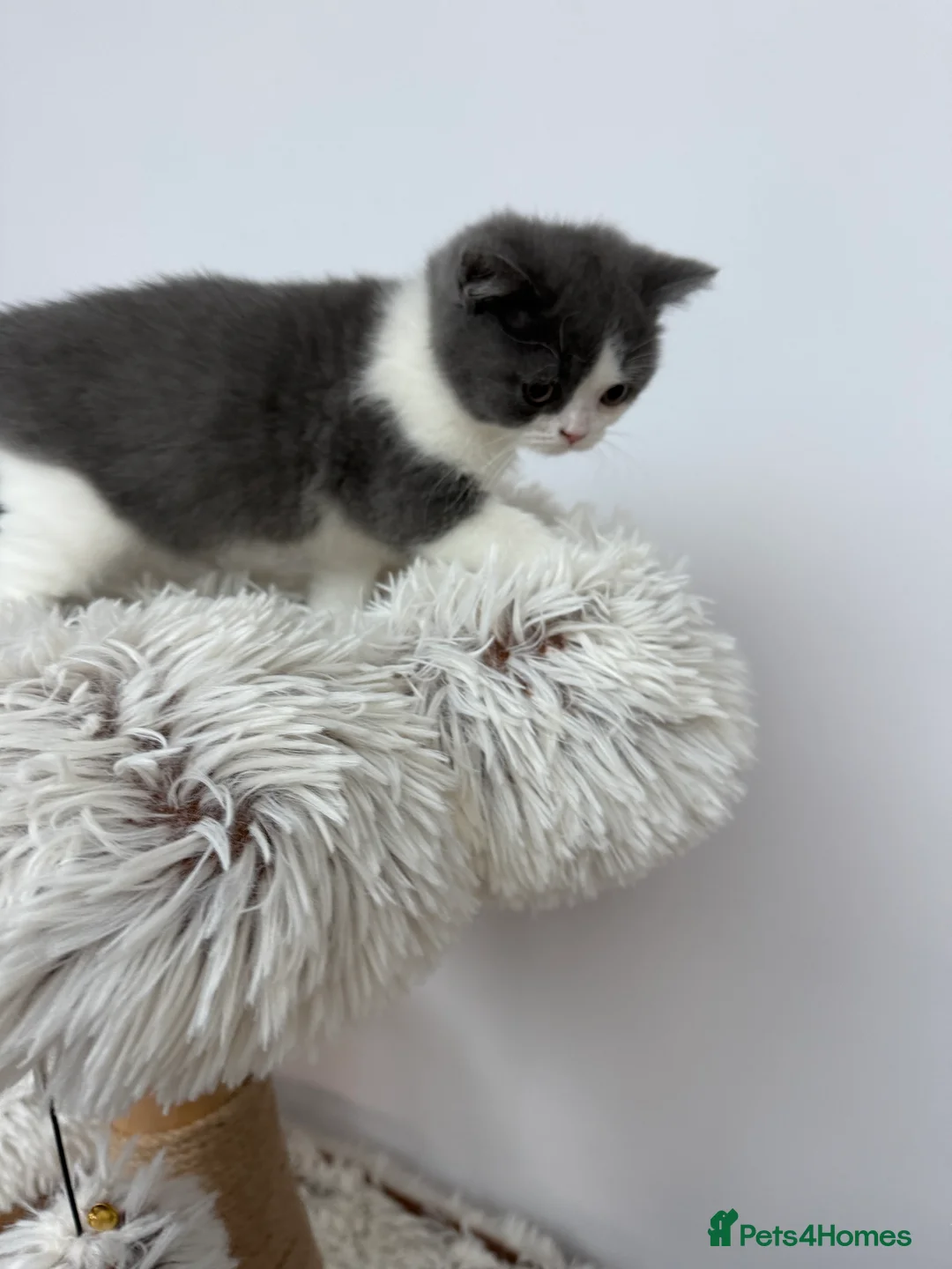 British Shorthair cats for sale: British Shorthair Kitten  - Advert 5