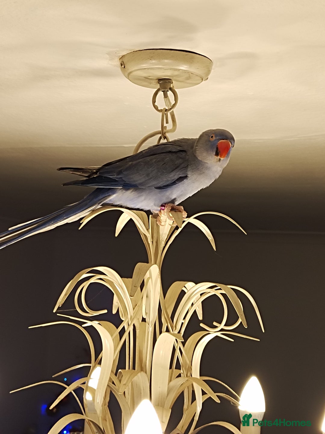 Ringnecks birds for sale: Ringneck parrot - Advert 3