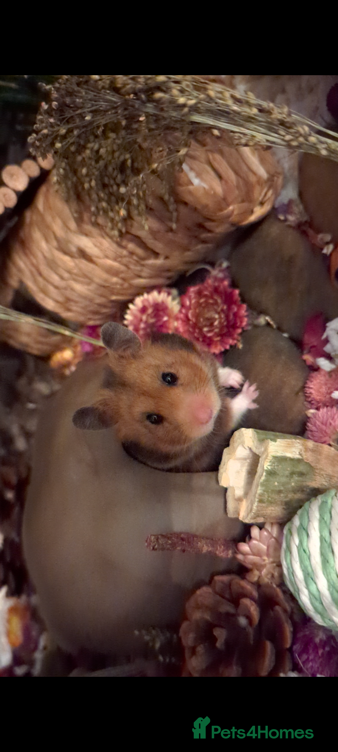 Hamster rodents for sale: Beautiful hammy in need of loving home - Advert 5