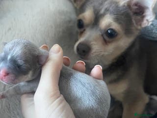 Chihuahua dogs ** chihuahua puppies - Advert 18