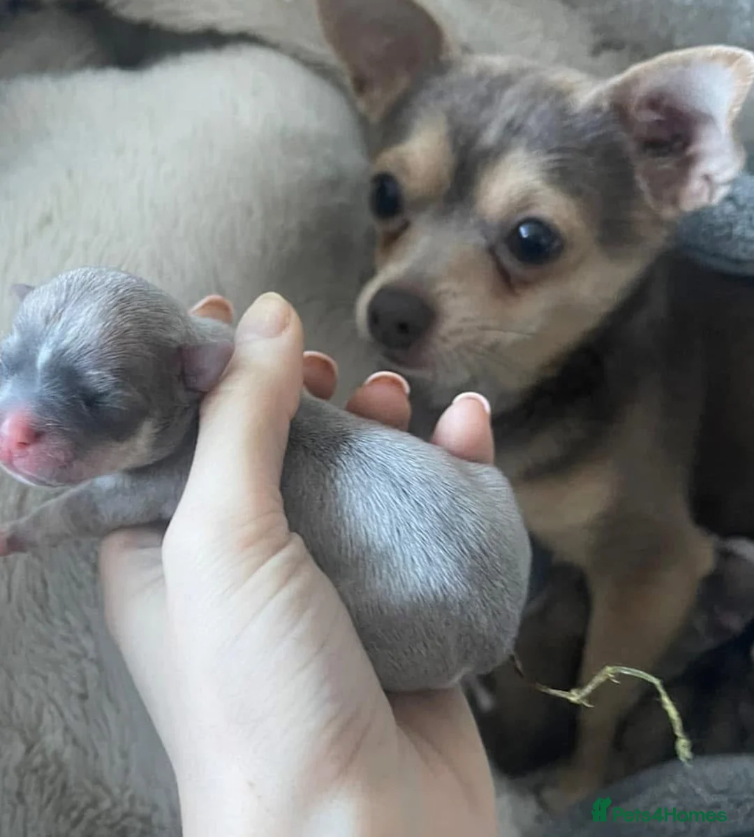 Chihuahua dogs for sale: Female  **  chihuahua puppy - Advert 2