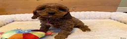Cavapoo dogs for sale: Dad Red F1 Cavapoo Puppies  - Advert 4